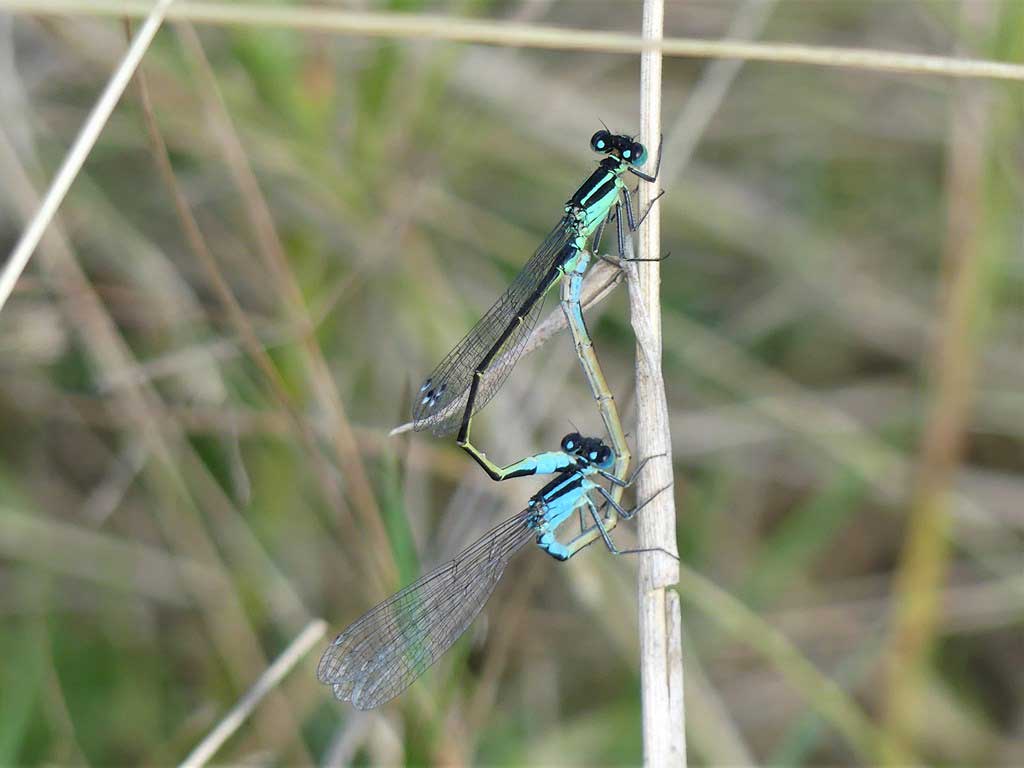Ischnura_elegans